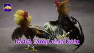 đá gà Campuchia Kwin