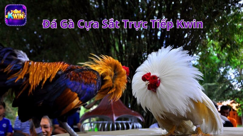 Live Đá Gà Cựa Sắt Trực Tiếp Kwin Full Hd Mỗi Ngày