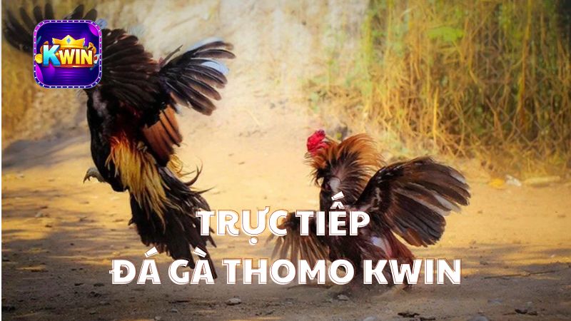 trực tiếp đá gà thomo kwin